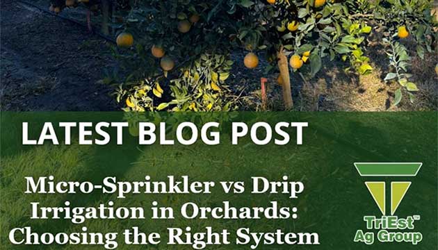 Micro-Sprinkler vs. Drip Irrigation in Orchards