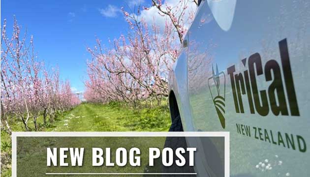 What Can We Learn from New Zealand?