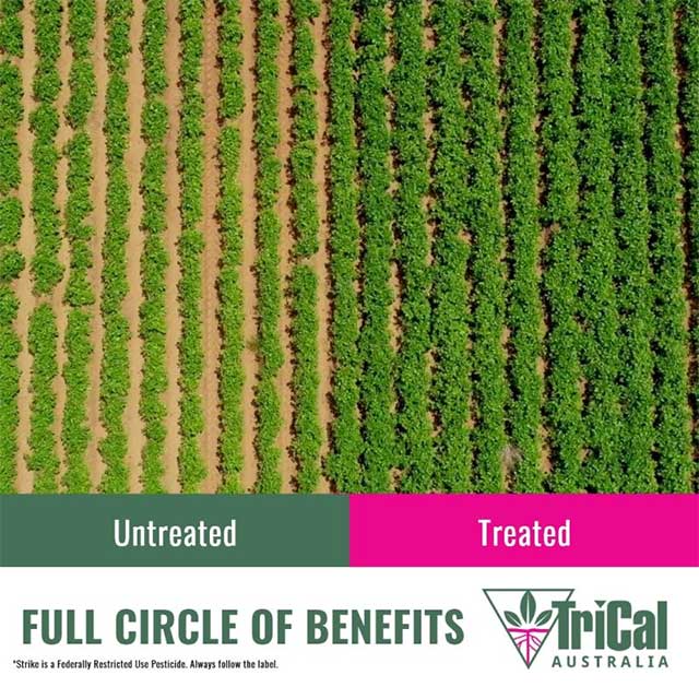 Stronger Root Development, Improved Crop Quality