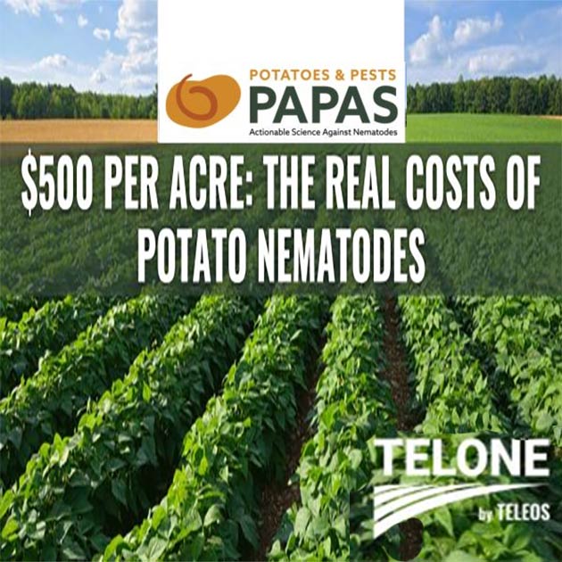 $500 per Acre: The Real Cost of Potato Nematodes