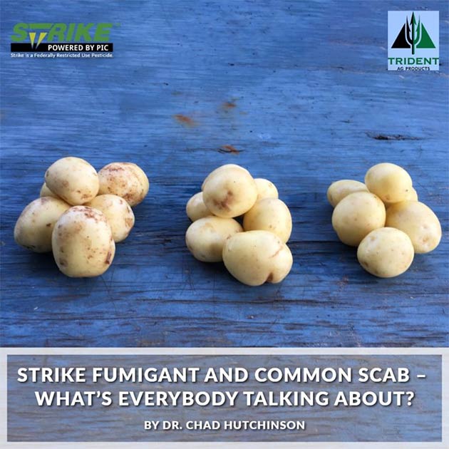 Strike Fumigant and Common Scab – What’s everybody talking about?