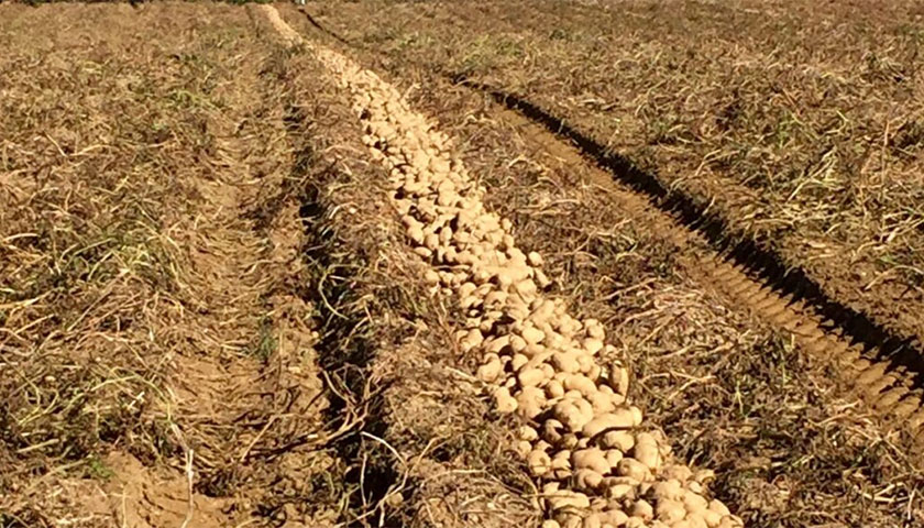 One Easy Change Can Double Soil’s “Good Guys”