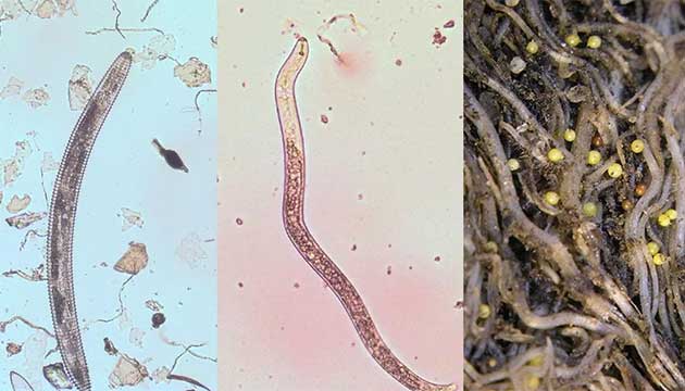 TELONE™ Stewardship Tip Sheet: Effective Nematode Soil Sampling