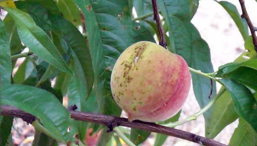Growers in South Carolina are prepping their Peach Orchards now