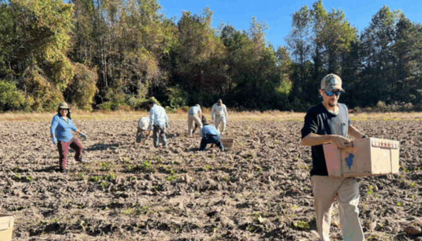 Sweetpotato field trials in Eureka, NC.