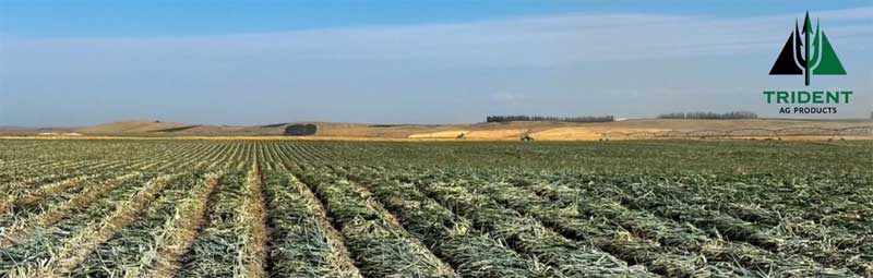 Onion Field Trials fields in Pasco, Washington