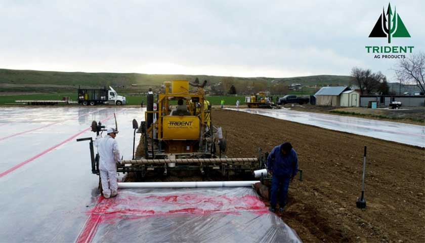 Strawberry Nursery Preparation Underway