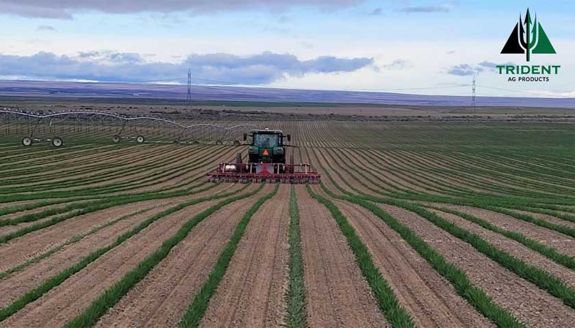 Onions in the Ground & Set for Success