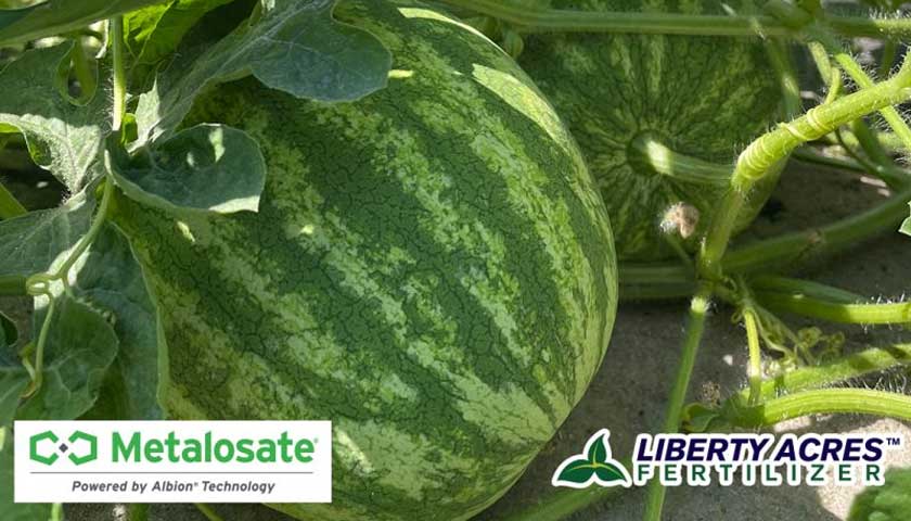 Kick-Start Watermelon using Metalosate