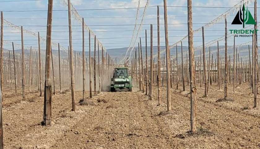 Healthy Soil is Essential for a Productive Hop Yard