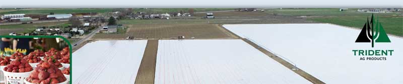 Strawberry Nursery Preparation Underway