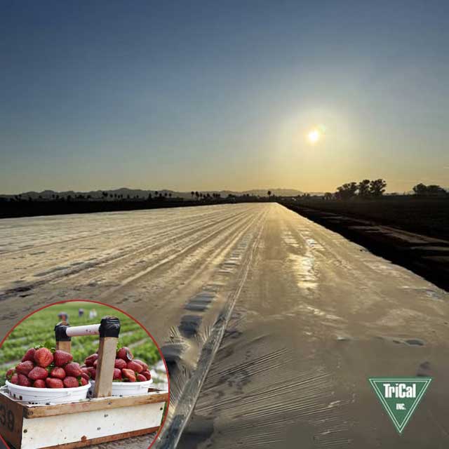 A Thriving Strawberry Crop Starts with Soil Fumigation