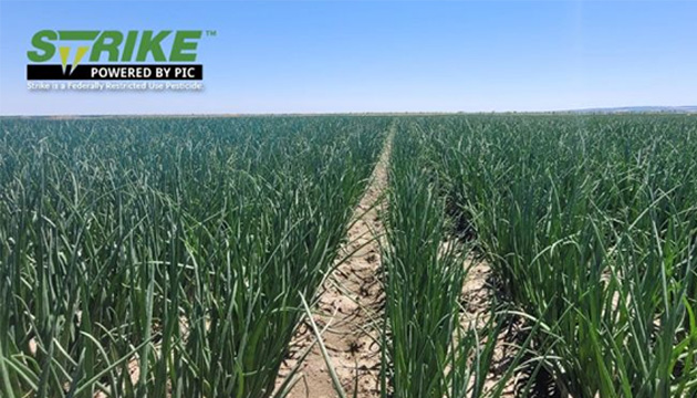 Onions with Strike™ are Looking Strong!
