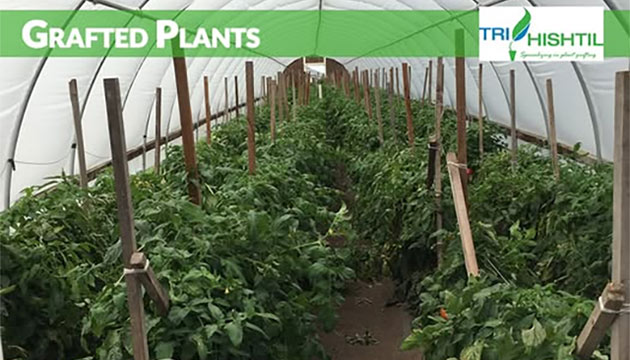Grafted tomato plants from Tri-Hishtil 