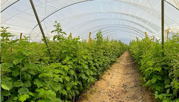 Thriving Raspberry Field in Los Alamos