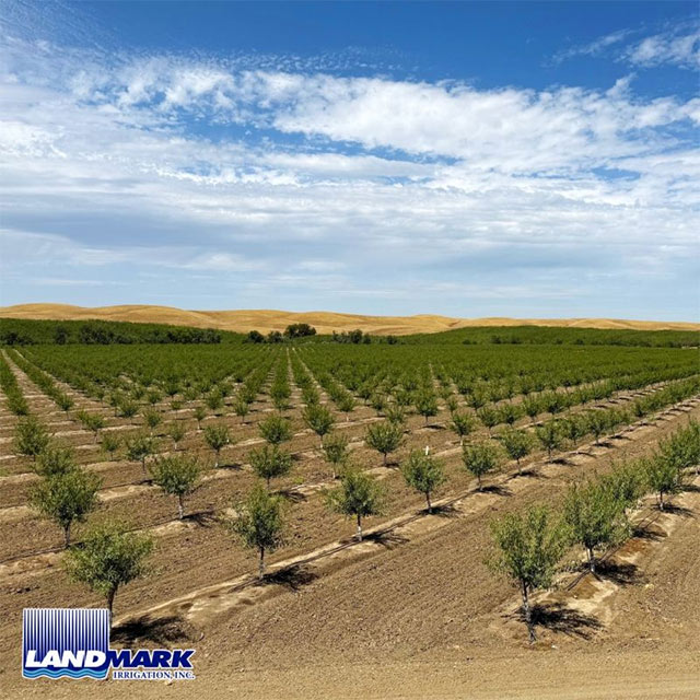 Precision Irrigation in Almond Orchards 