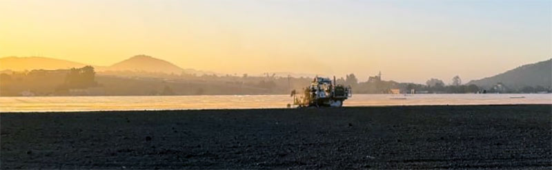 Strawberries Thrive in Healthy Soil