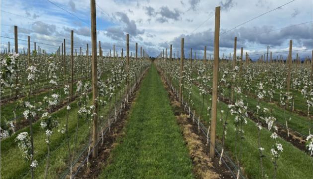 Apple Season Begins Long Before the First Blossom Appears