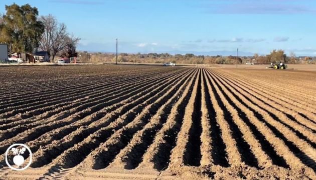 Idaho Sugar Beet Trial is Underway