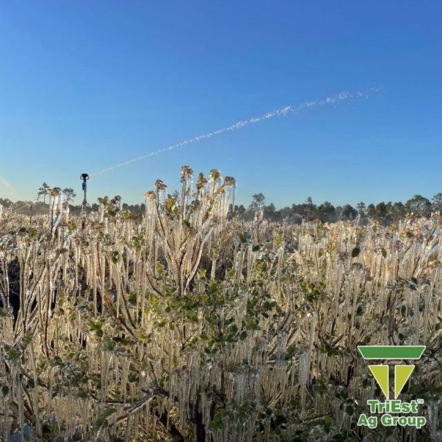 Be Prepared for Frost in 2026