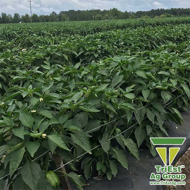 TriEst Ag Group Supports Growers with Soil Health