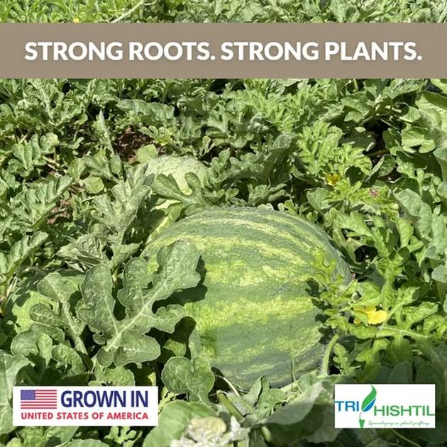 Grafted Watermelons are a Powerful Solution