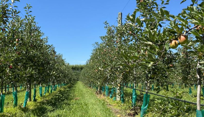 Apple Orchards in New Zealand are Looking Fantastic
