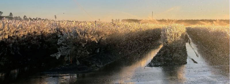 Cold Mornings in Georgia Need Frost Protection