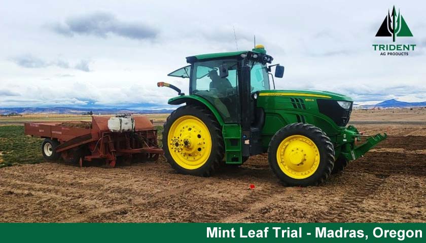 Trident Ag Managing Verticillium Wilt in Leaf Mint in Oregon