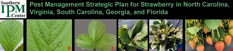 NC State Extension released its Strategic Plan for Strawberry