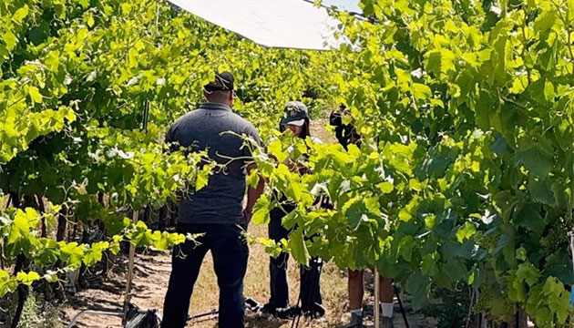 Trical Shares Another Sneak Peek