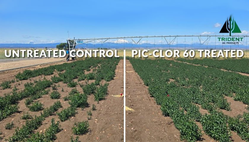 Oregon State University Mint Trial