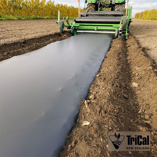 Exciting Peaches Trial Underway