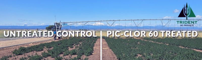 Oregon State University Mint Trial