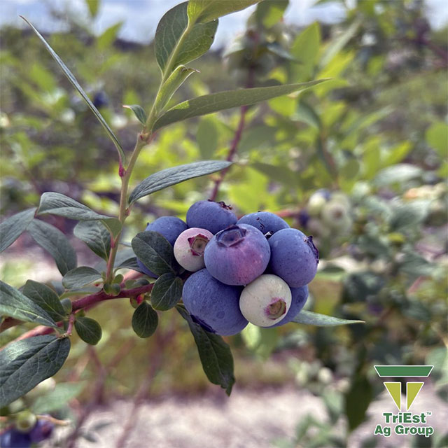 It's time to plan your Blueberry Planting