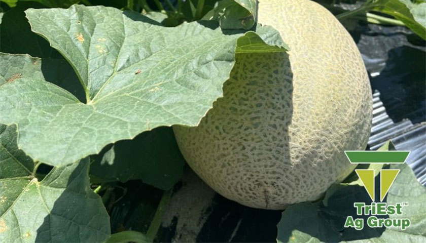  SC Cantaloupes aren't far out from Harvest