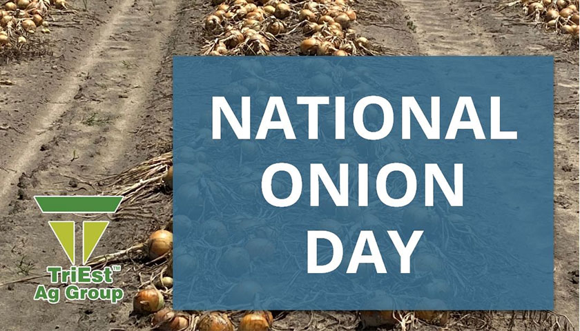 Sustainable Soil Health Solutions for Stronger Onion Crops
