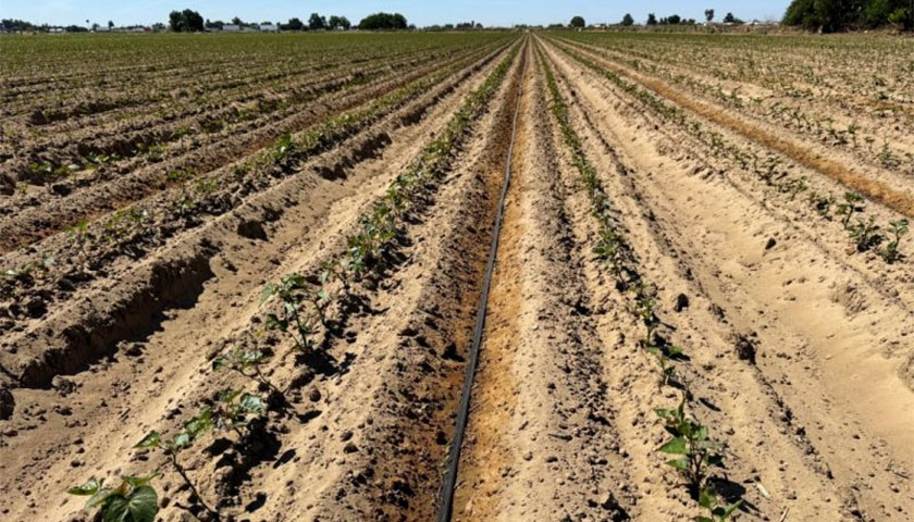 Fumigation and Irrigation for a Successful Season in Turlock