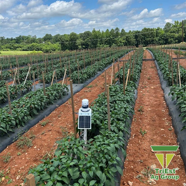 NC Jalapeño Peppers Thriving with TriEst Ag Support