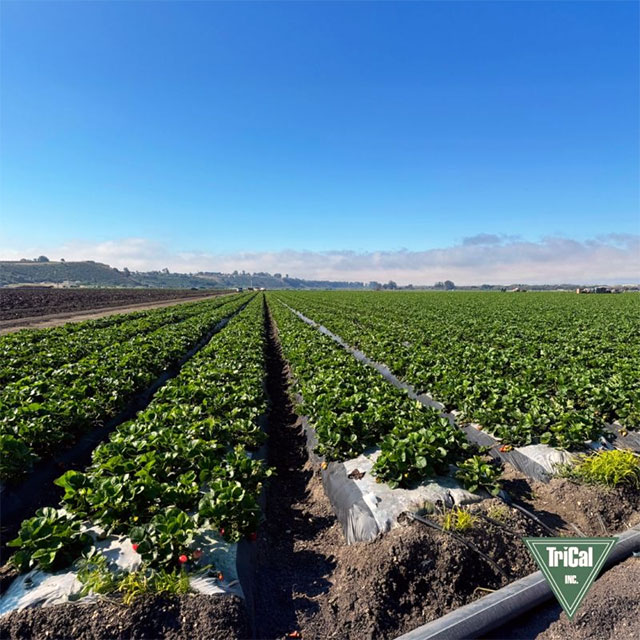 Fumigated Strawberry Field in Oceano Ripens for Harvest