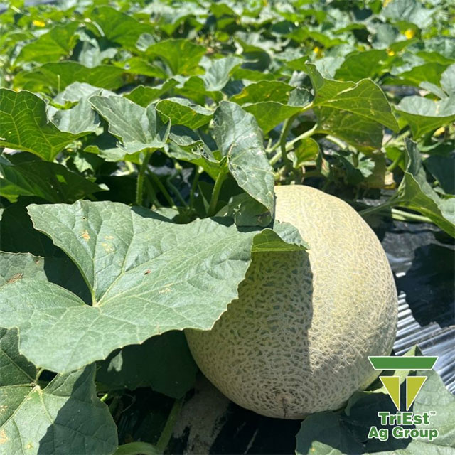  SC Cantaloupes aren't far out from Harvest