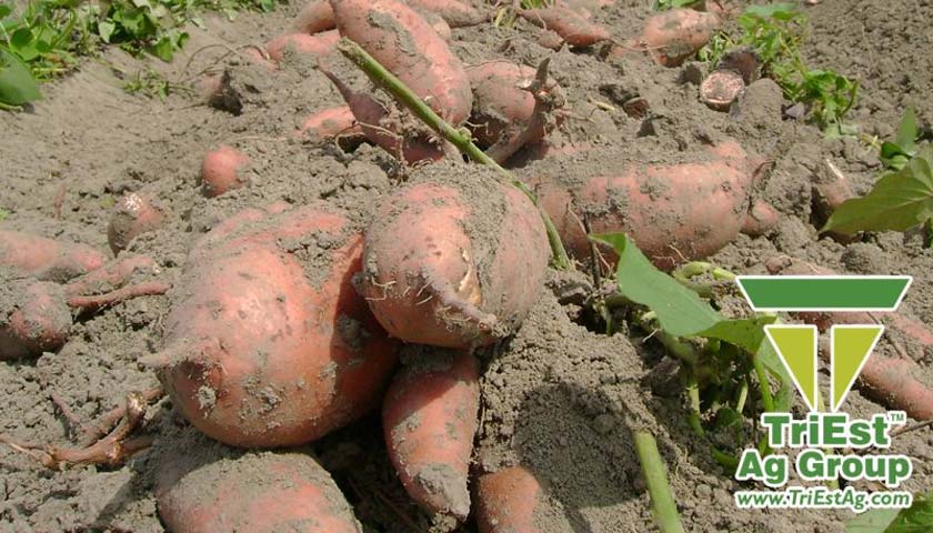 Sweetpotato Soil Fumigation is the Right Plan 
