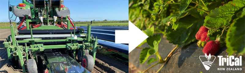 Future New Zealand Strawberries