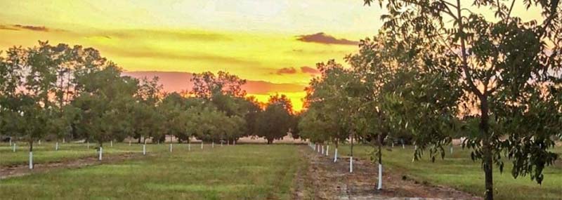 Proper Irrigation is Crucial for Pecan Orchards