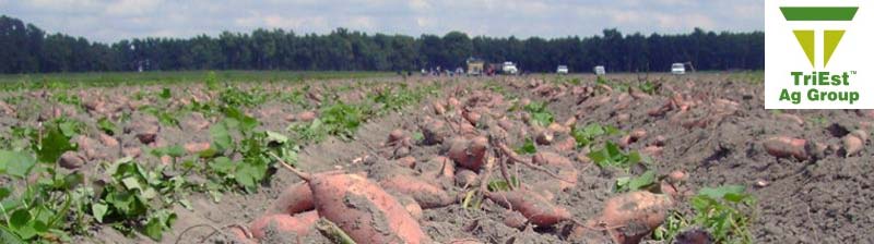 Sweetpotato Soil Fumigation is the Right Plan 
