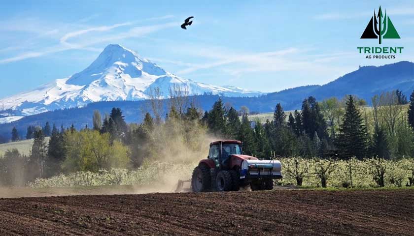 Eagle Soars above Hood River Valley Orchards