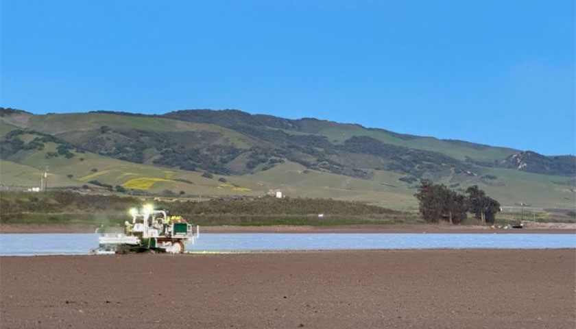 Upcoming Strawberry Season in Santa Maria