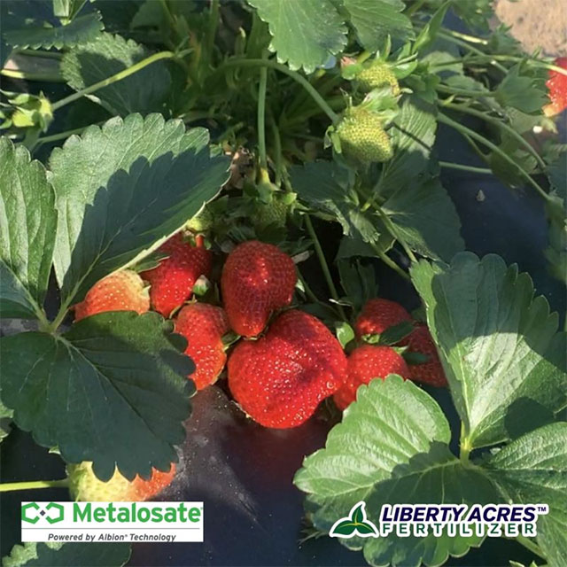 Metalosate® Foliar Nutrition Provides Essential Micronutrients