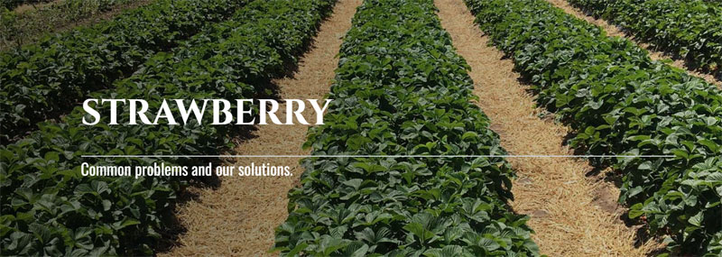 Teleos Ag's New Strawberry-Specific Crop Page