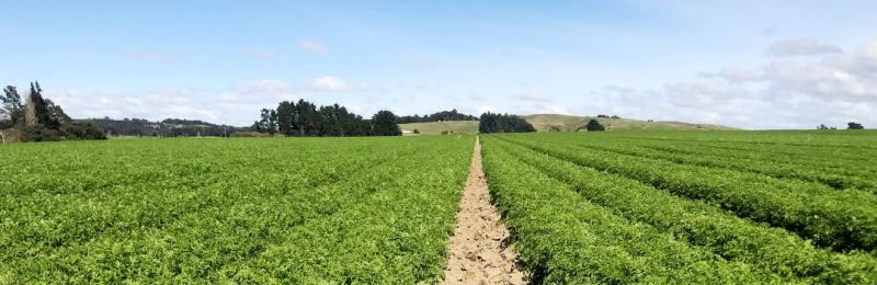 Tri-Form 60 Leading to Robust Carrot Growth